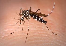 Lire la suite à propos de l’article Surveillance et lutte contre le moustique tigre entre mai et novembre