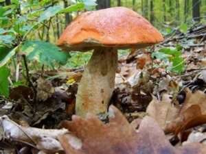 Lire la suite à propos de l’article Cueillette et consommation de champignons : attention aux risques d’intoxication !