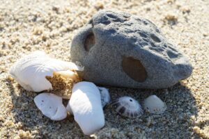 Lire la suite à propos de l’article 🐚🏖️ Coquillages, sable, galets, bois flotté… 🌊 On ne peut pas tout ramasser sur les plages !