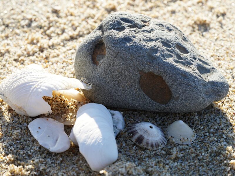 🐚🏖️ Coquillages, sable, galets, bois flotté… 🌊 On ne peut pas tout ramasser sur les plages !